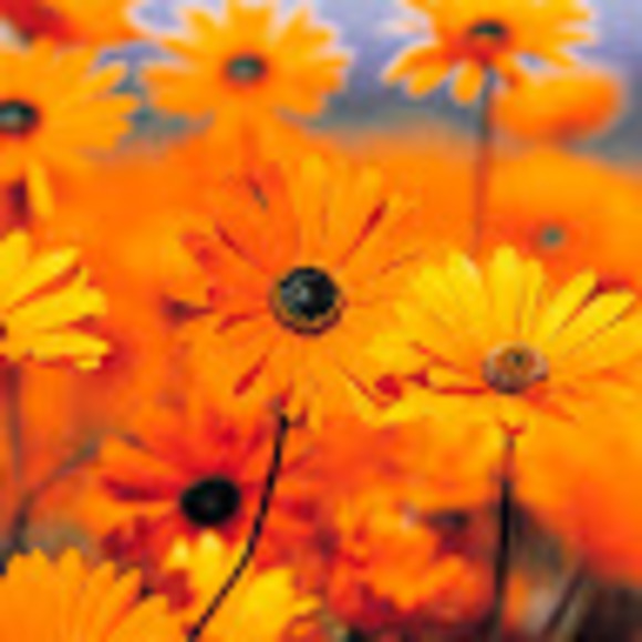 Meet your Posher, Shawna - Picture 1 of 1